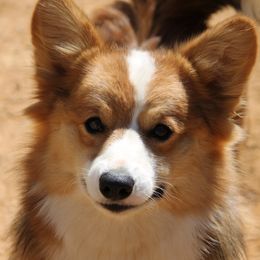 Beignet - Pembroke Welsh Corgi