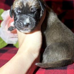 Mufasa - Fawn male Great Dane puppy in Scottsburg, Virginia from Virginia Great Danes