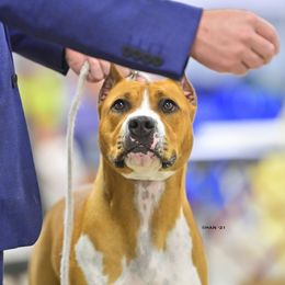 Pickles - American Staffordshire Terrier