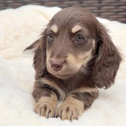Starla's Chocolate and Cream -- Female - Chocolate and cream female Dachshund puppy in Kalama, Washington from Dazzling Doxies
