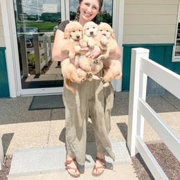 Golden Retriever and Pembroke Welsh Corgi Puppies from Rose n’ Thistle Farm