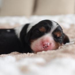 Iris - Tri-color female Cavalier King Charles Spaniel puppy in Broxton, Georgia from Cavalier & Co.