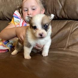 Sable boy 2 - Sable male Pembroke Welsh Corgi puppy in Clinton, Tennessee from High Hopes Farm