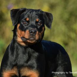 Rottweilers from Von Mitternacht Rottweilers