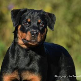 Rottweilers from Von Mitternacht Rottweilers