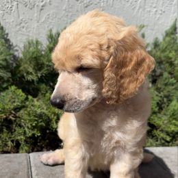 Konan - Apricot male Poodle puppy in Homestead, Florida from GYCAM STANDARD POODLE
