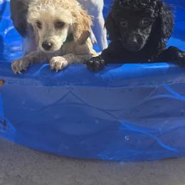 Poodle Puppies from McIntosh Toy Poodles