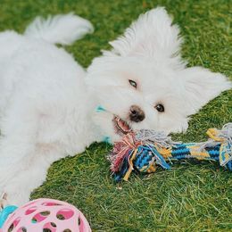 Dio - Maltese