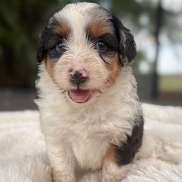 Miniature American Shepherd puppies from Nelson's Aussies and Aussiedoodles