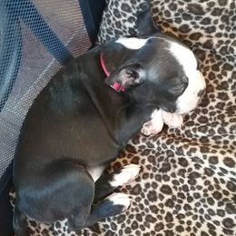 Boston Terrier Puppies from R and M Kennels