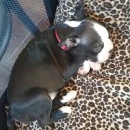 Boston Terrier Puppies from R and M Kennels