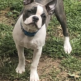 Boston Terrier Puppies from Sugar Baby Bostons