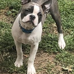 Boston Terrier Puppies from Sugar Baby Bostons