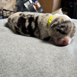 Oakley - Blue merle and white male American Corgi puppy in Omaha, Arkansas from DnD Corgis