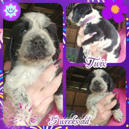 Twix - Black and white female English Springer Spaniel puppy in Westover, Maryland from Sterling's springer Haven