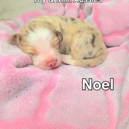 Noel - Red merle female Toy Australian Shepherd puppy in Bethany, Oklahoma from Donna's Toy & Mini Aussies