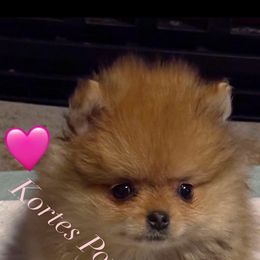 Peanut butter - Orange sable female Pomeranian puppy in Corydon, Indiana from Kortes Pomeranians