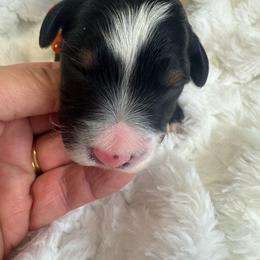 Orange collar male bern - Tri-color male Bernedoodle puppy in Mc Henry, Maryland from TLC by the Lake Standard Poodle and Doodles