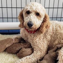 Goldendoodles and Poodles from Center Hill Poodles