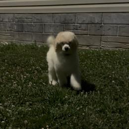 Moose Tracks - Parti male Poodle puppy in Sharps Chapel, Tennessee from McKenzie's Puppies