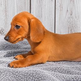 Chedder - Red male Dachshund puppy in Warm Springs, Arkansas from Seven Hills Arkansas