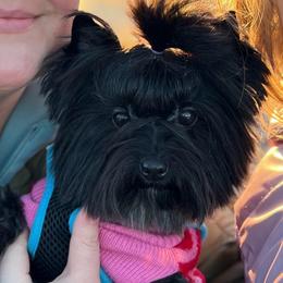 Echo - Black female Chihuahua puppy in Michigan from Fanciful Thrills Kennel