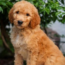 Black collar - Apricot male Goldendoodle puppy in Palmetto Bay, Florida from SOMIDOODLES