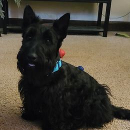 Barkley - Scottish Terrier