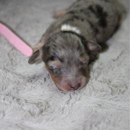 Rapunzel - Dapple female Dachshund puppy in Carrollton, Georgia from Ivey farm dachshunds