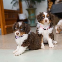 Miniature Australian Shepherd and Toy Australian Shepherd Puppies from Brat Aussies