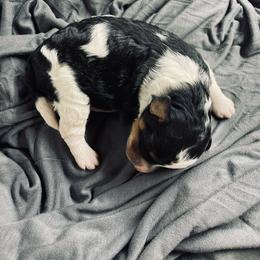 Betty Lou - Tri-color female Bernedoodle puppy in Liberty, Pennsylvania from Mountain Springs Farm