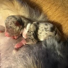 Pebbles 10,500 plus tax - Blue merle female Chihuahua puppy in Summerfield, Florida from Uey’s Chihuahuas