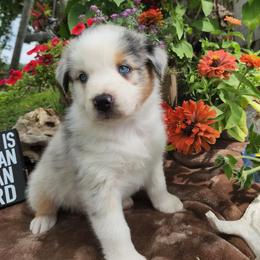 Australian Shepherds from Horns Herders Aussies