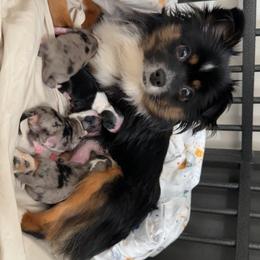 Australian Shepherd and Toy Australian Shepherd Puppies from Daisys Toy Aussies