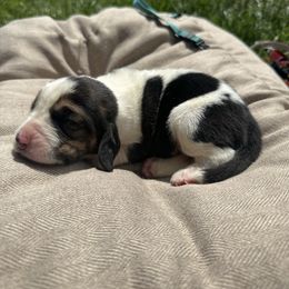 Boy 3 “Bandit” - Black brown and white male Basset Hound puppy in Loup City, Nebraska from WoodKrick Bassets