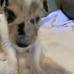 "Merle Boy #3 DOB 12/05/22" Collie Puppies from ColliesOklahoma