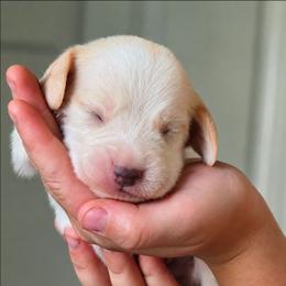 Mr Lion - Lemon and white male Beagle puppy in Lake City, Florida from Sunkissed Beagles