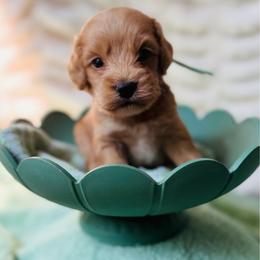 Hopper - Buff male Cockapoo puppy in Alexandria, Alabama from Bright and Beautiful Cockapoos and Doodles