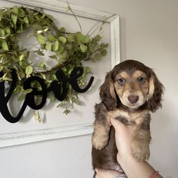 Cinnamon - Chocolate and tan Dachshund puppy in Kissimmee, Florida from Mini Doxie Cuties