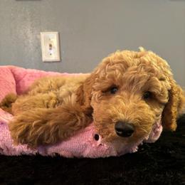 Turbo - Apricot male Poodle puppy in Elkin, North Carolina from Poodle and Doodle Haven