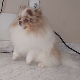 Chip - Pomeranian