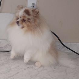 Chip - Pomeranian