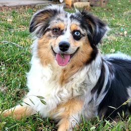 Miniature Australian Shepherds from Comfy Cozy Kennel