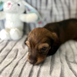 Dachshund Puppies from Kim’s Mini Weiners
