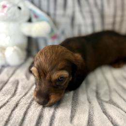 Dachshund Puppies from Kim’s Mini Weiners