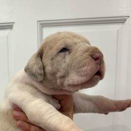 Bailey - Mantle merle female Great Dane puppy in Florida from Beachside Kennels