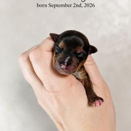 Marlow - Sable male Yorkshire Terrier puppy in Moses Lake, Washington from Harmony Hills Yorkies