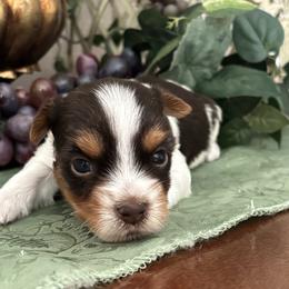 Hershey - Chocolate tan and white male Biewer Terrier puppy in Oklahoma from Rocky Oak Cavaliers & Biewer Terriers LLC