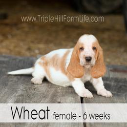Wheat - Red and white female Basset Hound puppy in Jefferson City, Missouri from Triple Hill Farm
