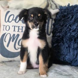 Snickers - Black tri male Miniature Australian Shepherd puppy in Killen, Alabama from Wilkers Wholehearted Mini Aussies